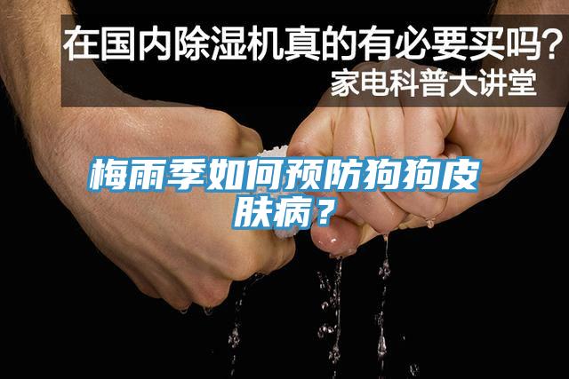 梅雨季如何預(yù)防狗狗皮膚病？